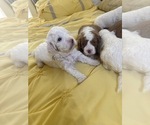 Small #22 Breeder Profile image