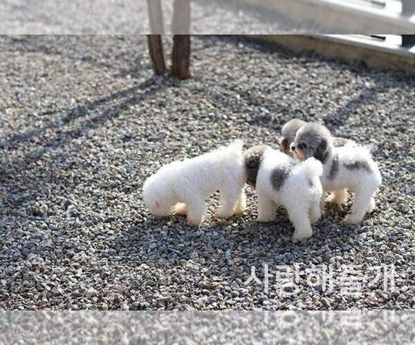 Medium Photo #8  Breeder Profile in Uijeongbu-si, Gyeonggi-do, Korea, South