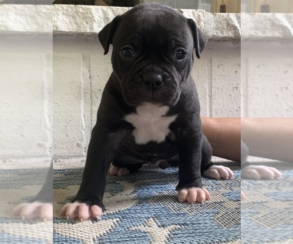 Medium Photo #63  Breeder Profile in COLUMBIA, KY, USA