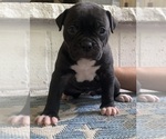 Small #62 Breeder Profile image