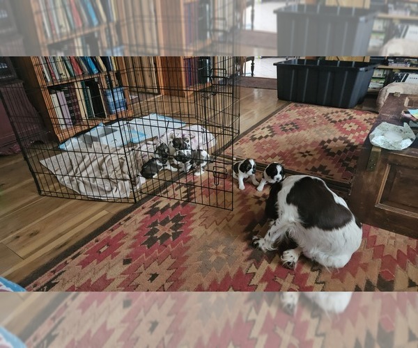 Medium Photo #5  Breeder Profile in FANCY GAP, VA, USA