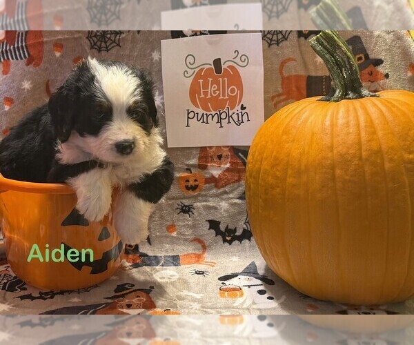 Medium Photo #6  Breeder Profile in KINGSPORT, TN, USA
