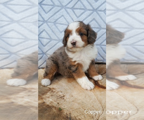 Medium Photo #1  Breeder Profile in SULLIVAN, IL, USA