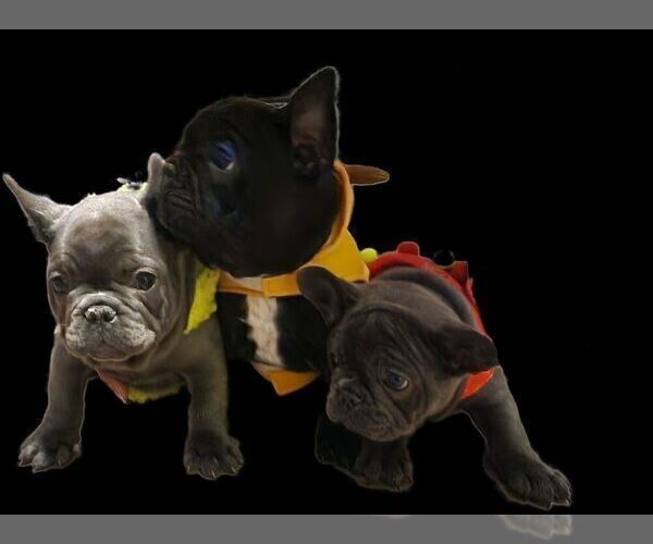 Medium Photo #1  Breeder Profile in FARMERSVILLE, OH, USA