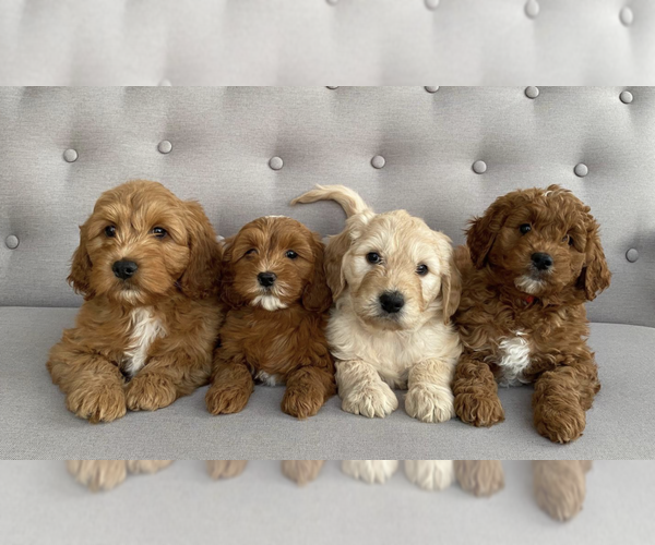 Medium Photo #1  Breeder Profile in NEW YORK, NY, USA
