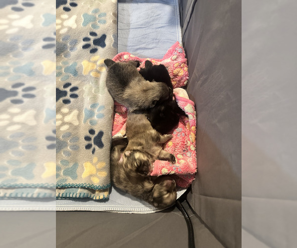 Medium Photo #4  Breeder Profile in SPRINGFIELD, MO, USA