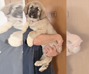Caucasian Shepherd Dog Dog Breeder near AKELEY, MN, USA