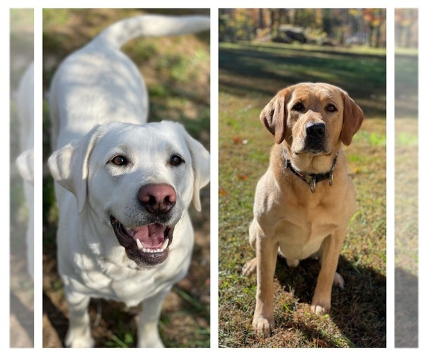 Medium Photo #1  Breeder Profile in CROSSVILLE, TN, USA