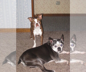 Boston Terrier Dog Breeder near MONROE, NH, USA