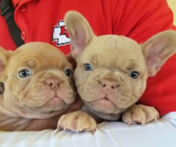 Medium Photo #12  Breeder Profile in LAS VEGAS, NV, USA