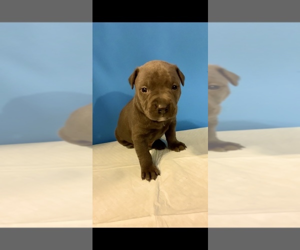 Medium Photo #36  Breeder Profile in ORANGE, NJ, USA