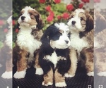 Small breeder photo