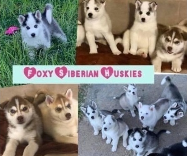 Medium Photo #1  Breeder Profile in WORTHINGTON, KY, USA