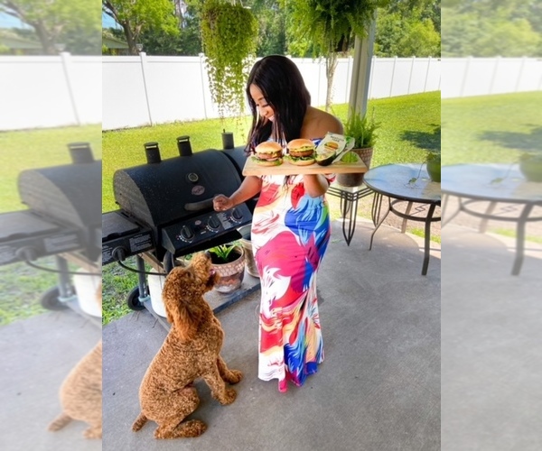 Medium Photo #8  Breeder Profile in JACKSONVILLE, FL, USA