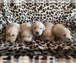 Small #4 Breeder Profile image