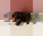 Small #1 Breeder Profile image