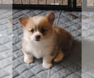 Pembroke Welsh Corgi Dog Breeder near EAGLE POINT, OR, USA