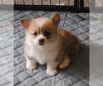 Small breeder photo