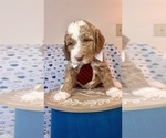 Small breeder photo