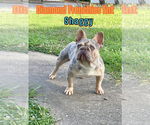 Small #1 Breeder Profile image