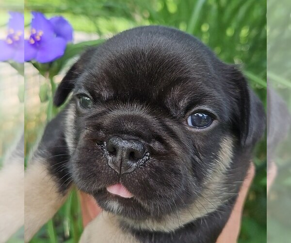 Medium Photo #25  Breeder Profile in FENTON, MO, USA