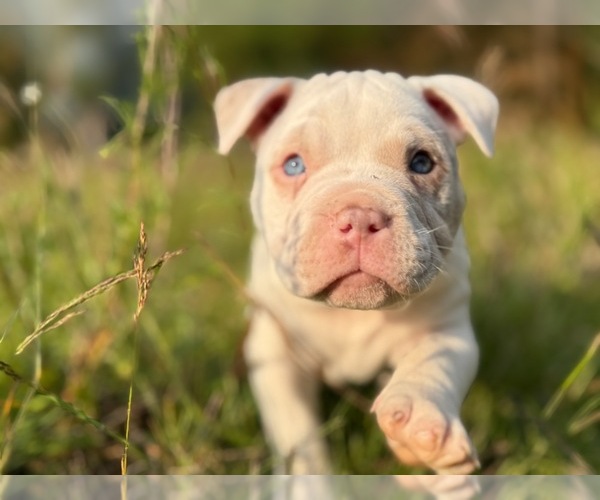 Medium Photo #1  Breeder Profile in PORTLAND, OR, USA