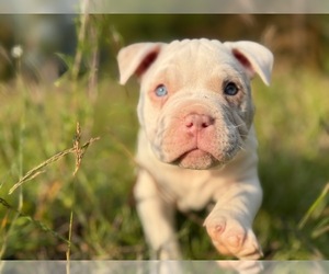 American Bully Dog Breeder near PORTLAND, OR, USA