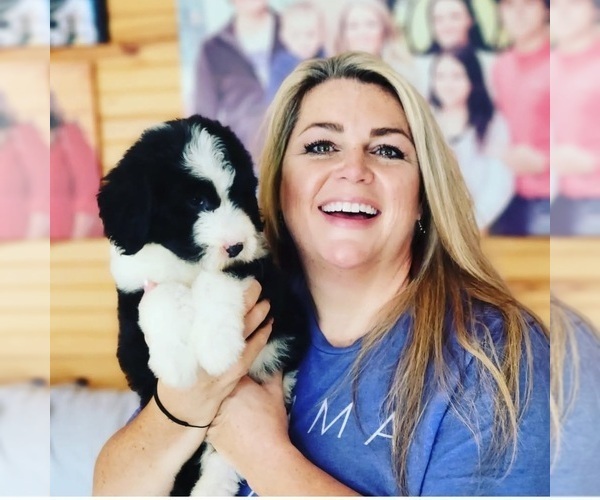 Medium Photo #17  Breeder Profile in CLEVELAND, GA, USA