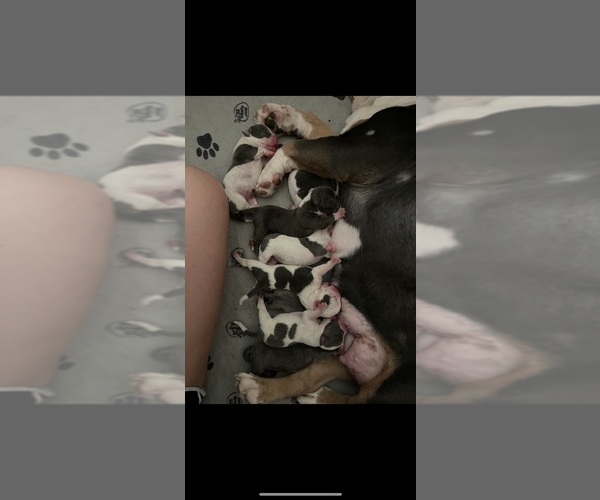 Medium Photo #1  Breeder Profile in WHITSETT, NC, USA