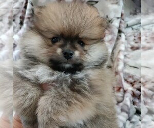 Pomeranian Dog Breeder near STOCKTON, CA, USA
