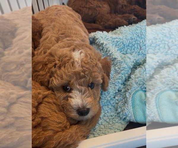 Medium Photo #4  Breeder Profile in THOUSAND OAKS, CA, USA
