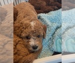 Small #3 Breeder Profile image