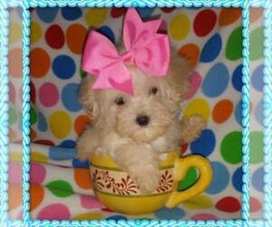 Maltipoo Dog Breeder in TAYLOR,  USA