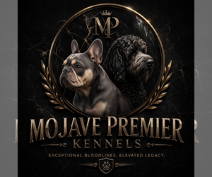 French Bulldog Dog Breeder near WARSAW, VA, USA