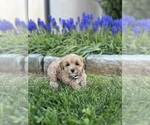 Small #2 Breeder Profile image