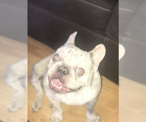 Medium Photo #4  Breeder Profile in PHOENIX, AZ, USA