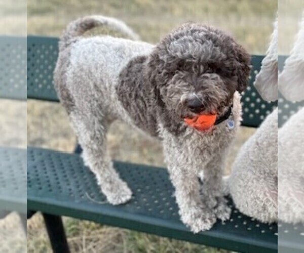 Medium Photo #1  Breeder Profile in EUREKA, MT, USA