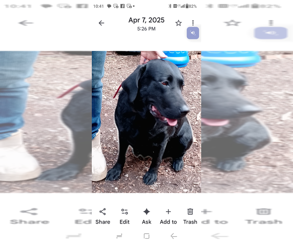 Medium Photo #21  Breeder Profile in IONE, CA, USA