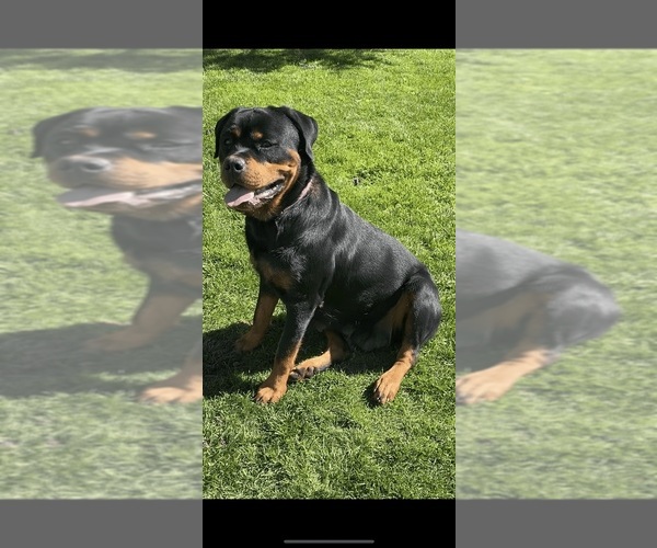 Medium Photo #6  Breeder Profile in SYLMAR, CA, USA