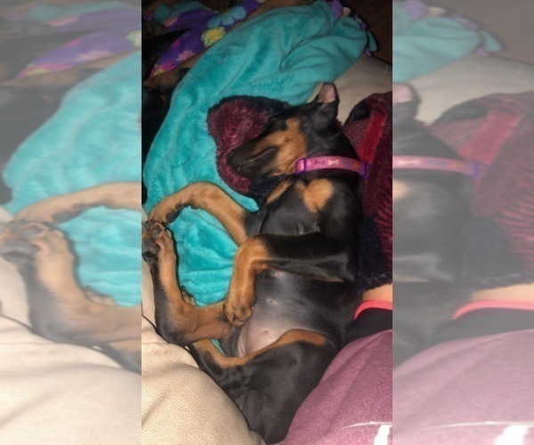 Medium Photo #9  Breeder Profile in CORRIGAN, TX, USA