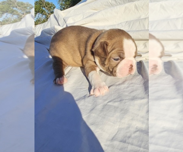Medium Photo #3  Breeder Profile in BERYL, UT, USA