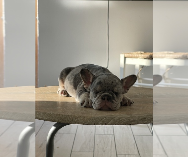 Medium Photo #1  Breeder Profile in INGLEWOOD, CA, USA