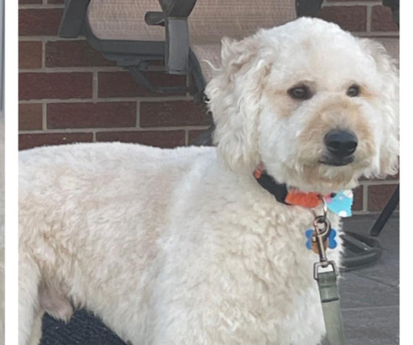 Medium Photo #1  Breeder Profile in HARVEY, IL, USA