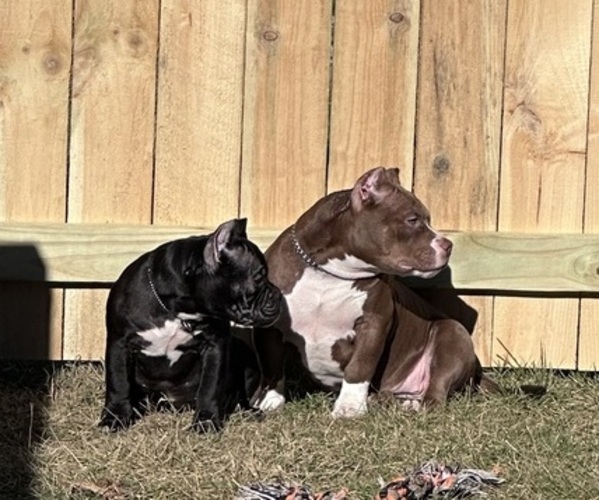 Medium Photo #10  Breeder Profile in URBANA, OH, USA