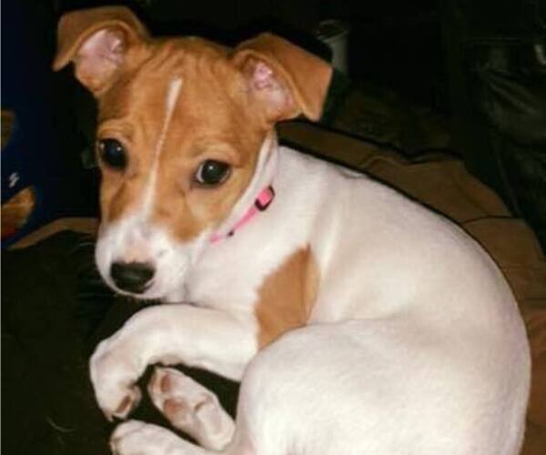 Medium Photo #10  Breeder Profile in KINGSVILLE, MO, USA