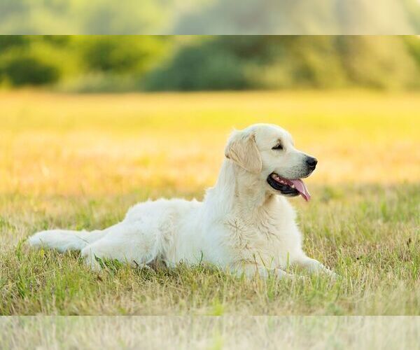 Medium Photo #2  Breeder Profile in VALDERS, WI, USA