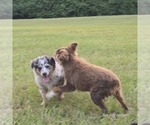 Small #2 Breeder Profile image