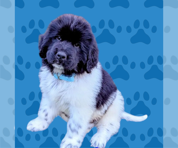 Medium Photo #43  Breeder Profile in LAS VEGAS, NV, USA