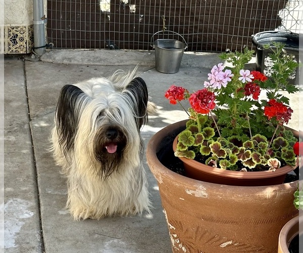 Medium Photo #18  Breeder Profile in LAKESIDE, CA, USA