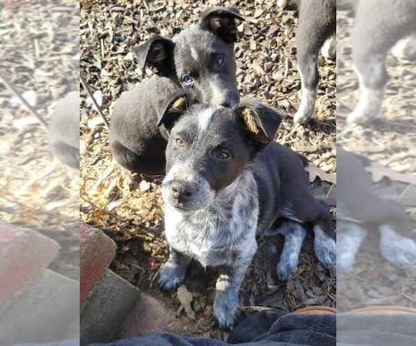 Medium Photo #1  Breeder Profile in MADISONVILLE, KY, USA